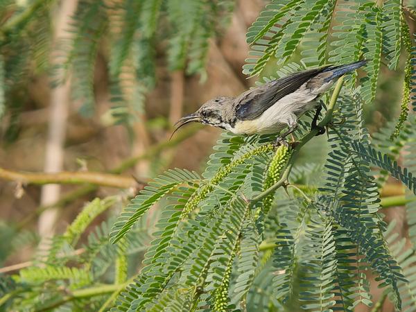 <h3><a href="/trips/oman/biota/animalia/chordata/aves/040 passeriformes/112 nectariniidae/cinnyris asiaticus/cinnyris asiaticus-nl.html">Cinnyris&nbsp;asiaticus</a> / Purple&nbsp;sunbird / Purperhoningzuiger</h3>OM-1 Mark II met OLYMPUS M.150-400mm F4.5 TC, 1/2000 sec  bij F5.6, ISO 800, afstand 20.6&nbsp;m